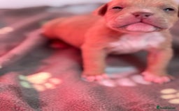 American Bully dogs for sale: Pocket bully female GREAT bloodline READY to leave - Image 27