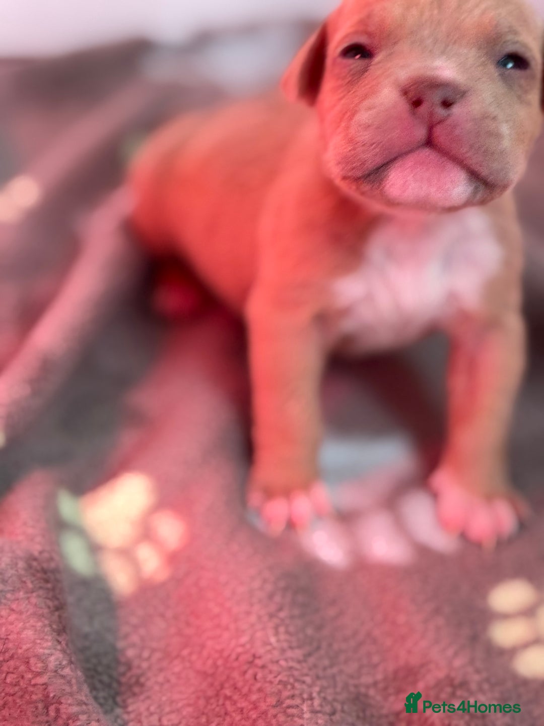 American Bully dogs for sale: Pocket bully female GREAT bloodline READY to leave - Image 27