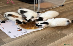 Mixed Breed cats for sale: Adorable Half-Manx Kittens 🐾 - Image 24
