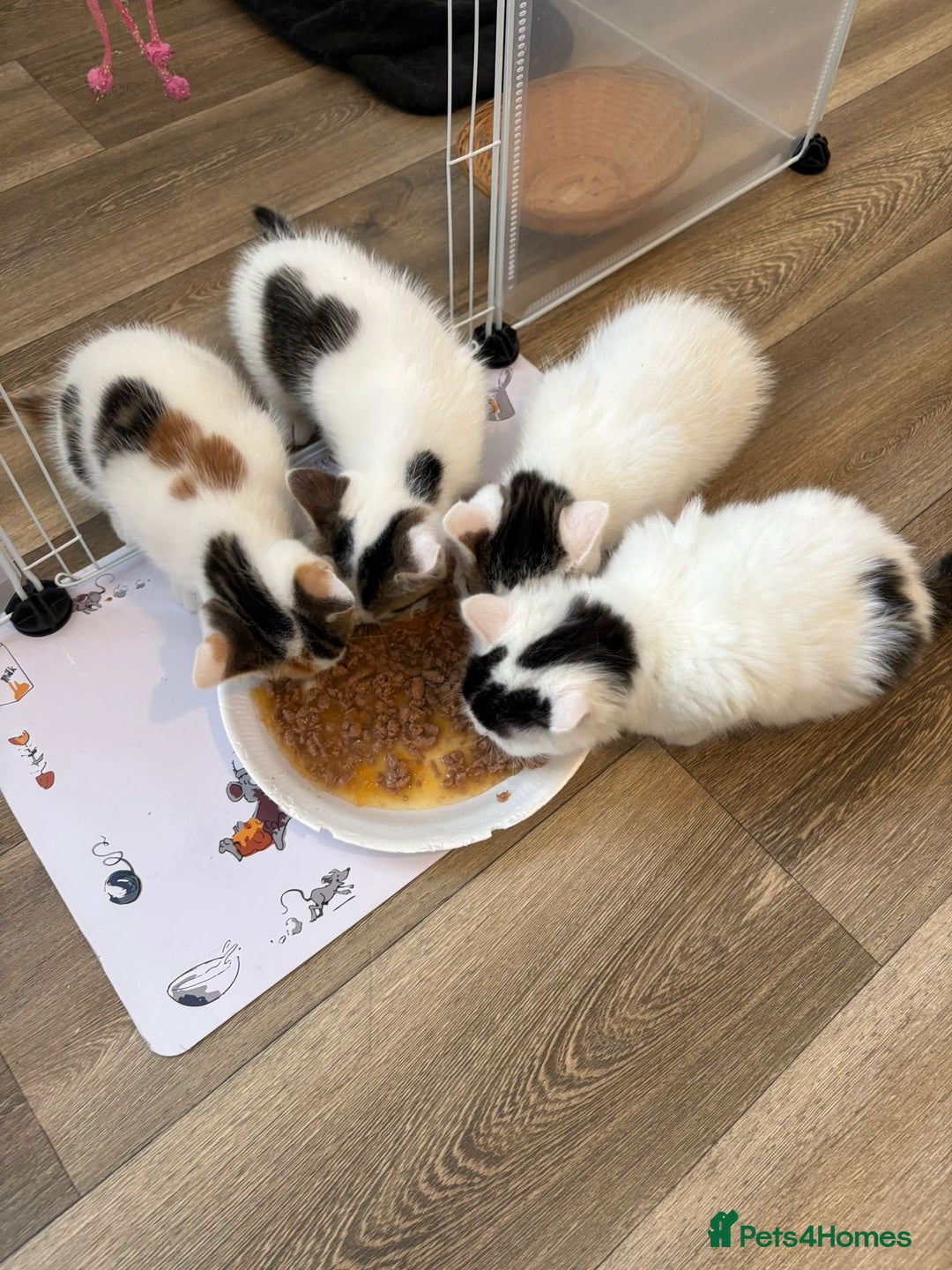 Mixed Breed cats for sale: Adorable Half-Manx Kittens 🐾 - Image 24