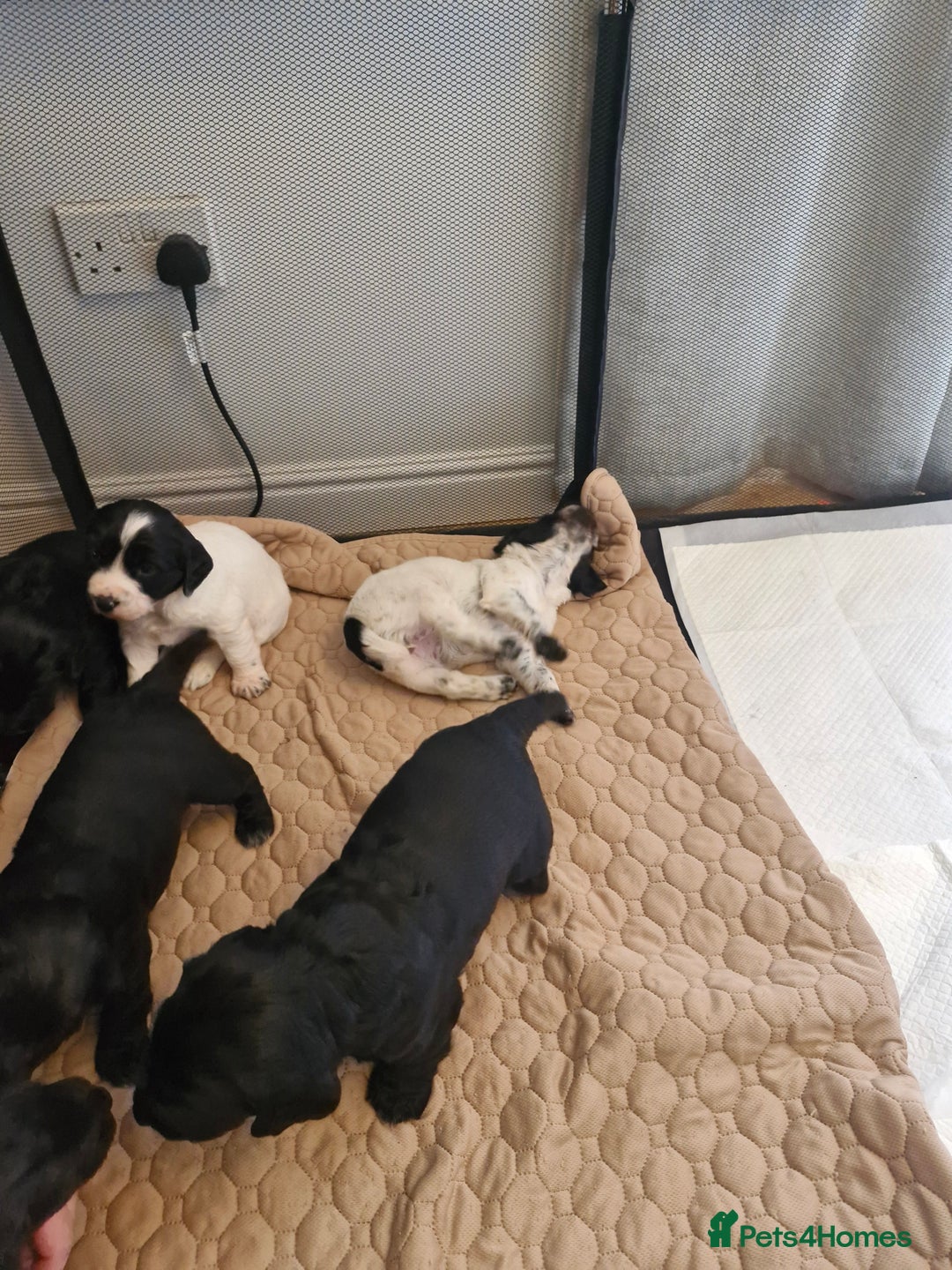 Sprocker dogs for sale: Beautiful sprocker pups - Image 6