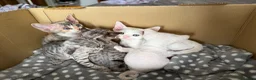 Devon Rex cats for sale: Stunning and Loving Devon Rex Kittens  in Grantham - Advert 3