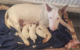 English Bull Terrier dogs for sale: The last 2x EBT Babies... - Image 16