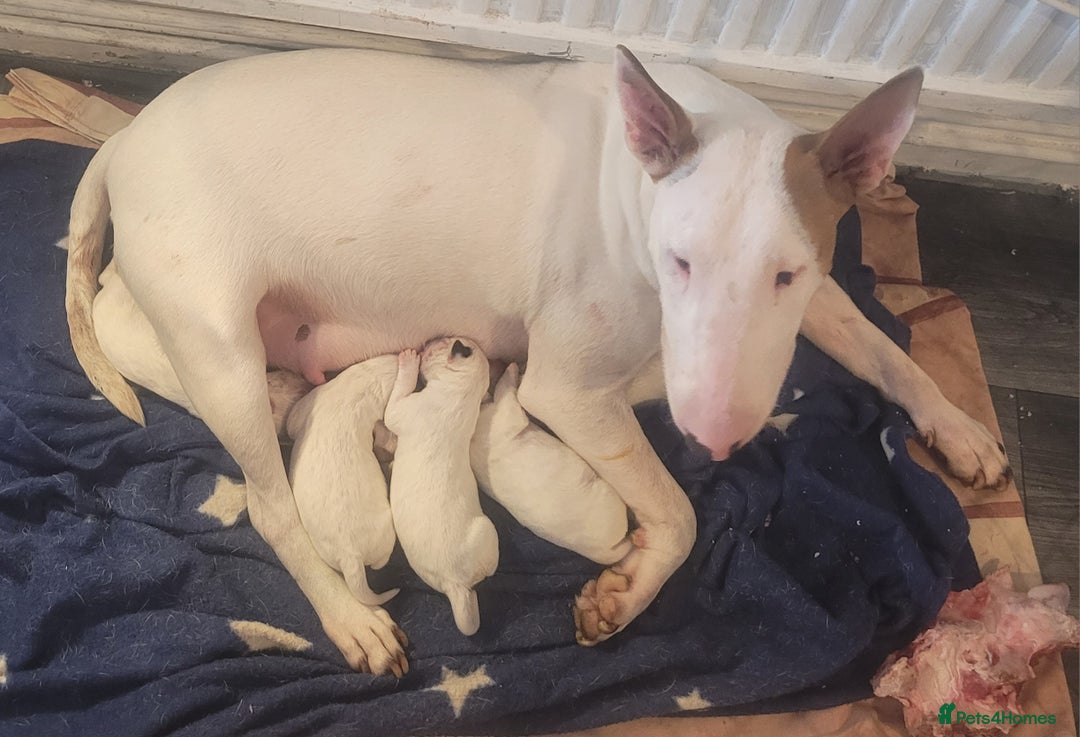 English Bull Terrier dogs for sale: The last 2x EBT Babies... - Image 16