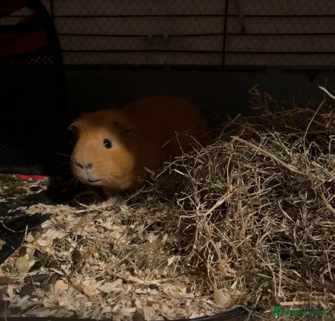 Guinea Pig rodents for sale: 2 male guinea pigs for rehome - Advert 3