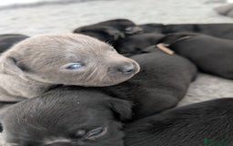 Staffordshire Bull Terrier dogs for sale: 🐾Staffordshire Bull Terrier Puppies – Ch lines🐾 - Image 1