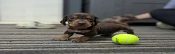 Dachshund dogs for sale: Gorgeous Smooth-Haired Dachshund Puppies - Advert 11