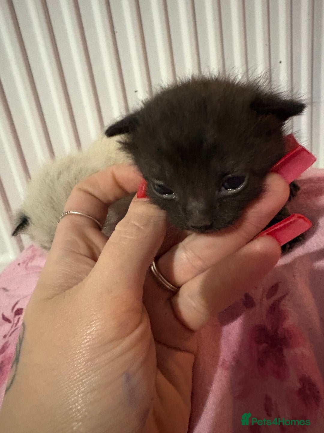 British Longhair cats for sale: Three kittens - Ready  **  week - Advert 8