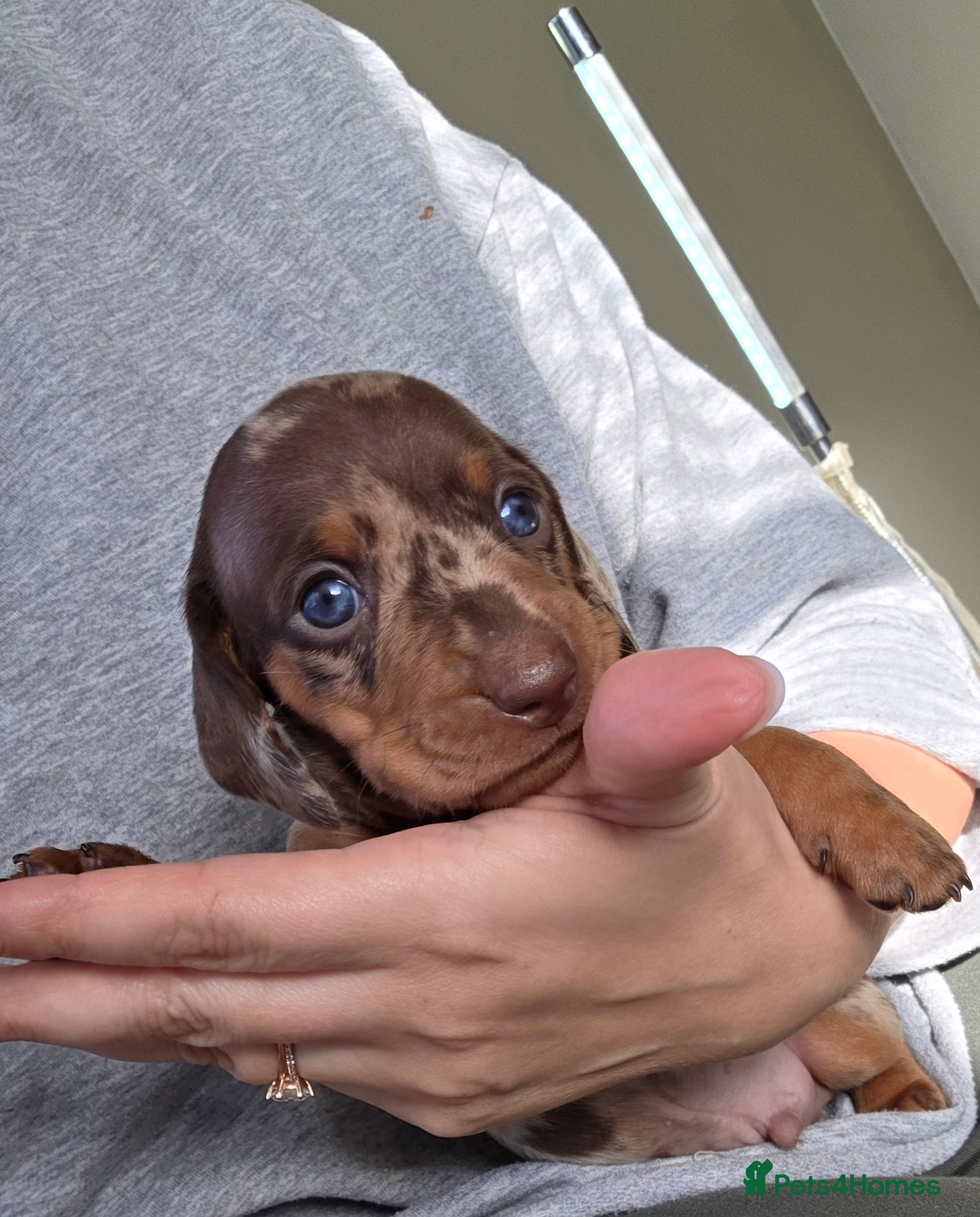 Miniature Dachshund dogs Kc Miniature Dachshunds  puppies  - Advert 14