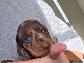 Miniature Dachshund dogs Kc Miniature Dachshunds puppies - Advert 14