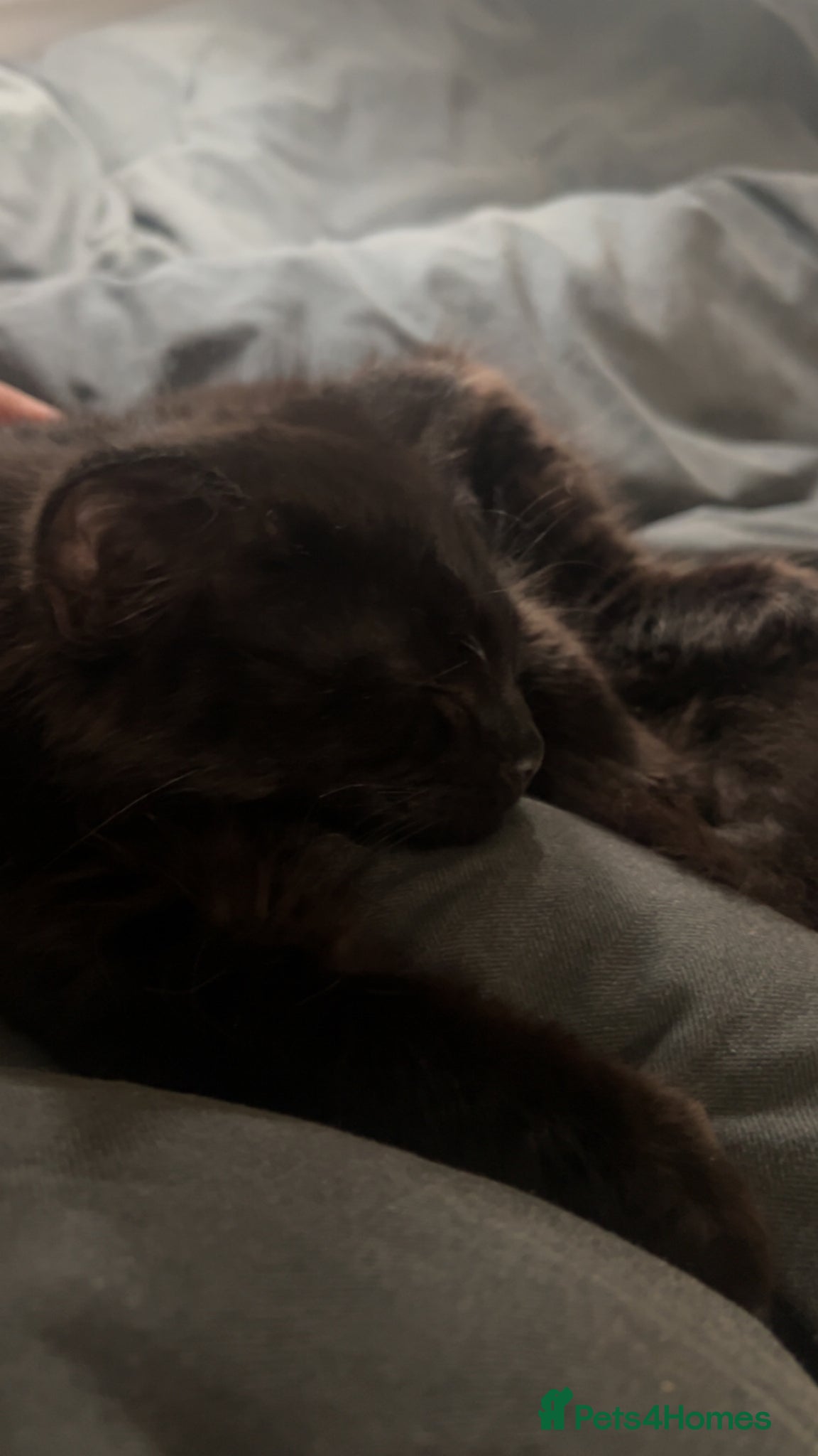 Mixed Breed cats Shadow for sale - Advert 12