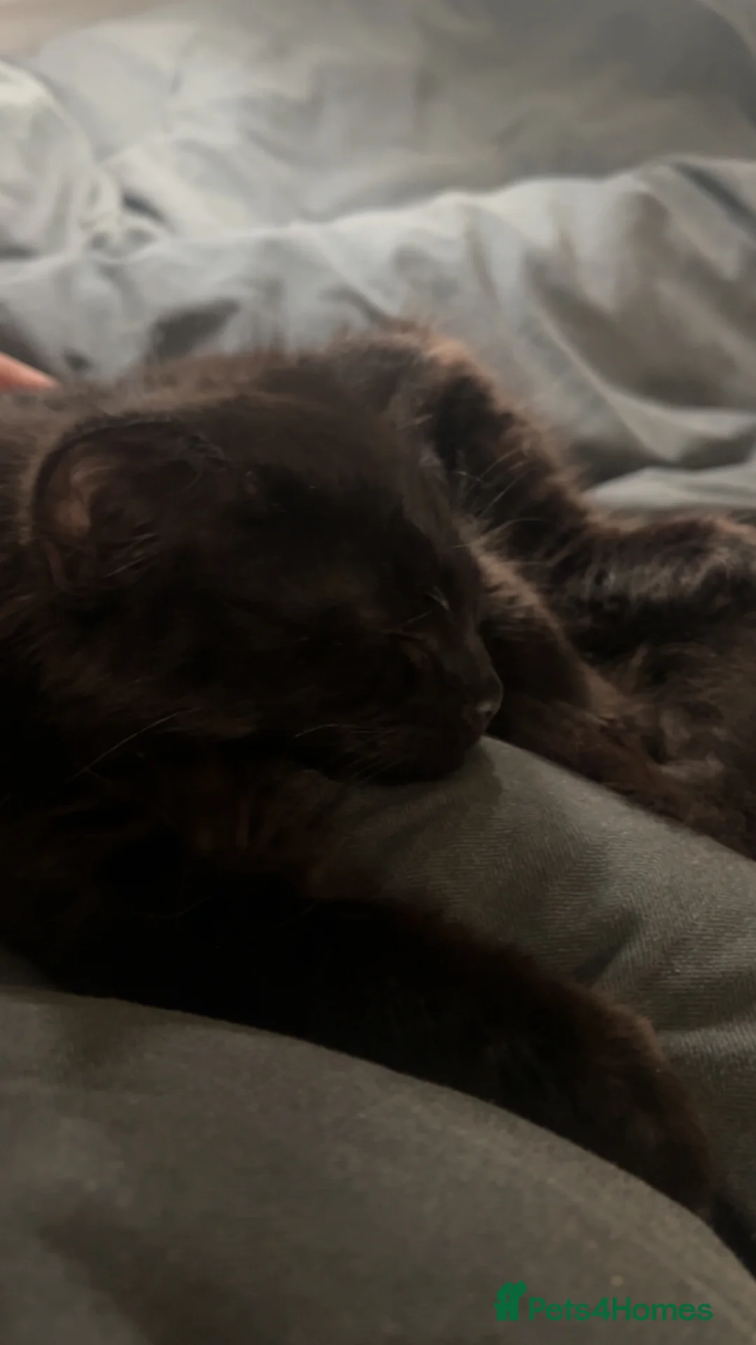 Mixed Breed cats for sale: Shadow for sale in Harleston - Advert 1