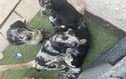 Cockerdor dogs for sale: Beautiful cockador puppys for sale  - Image 10