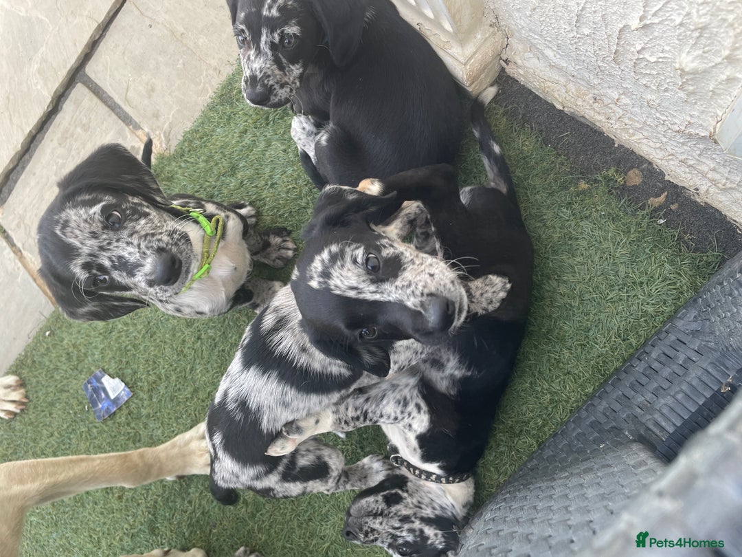 Cockerdor dogs for sale: Beautiful cockador puppys for sale  - Image 10