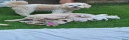Mixed Breed dogs for sale: *READY TO LEAVE* 7 beautiful Cavapoochons  - Advert 12