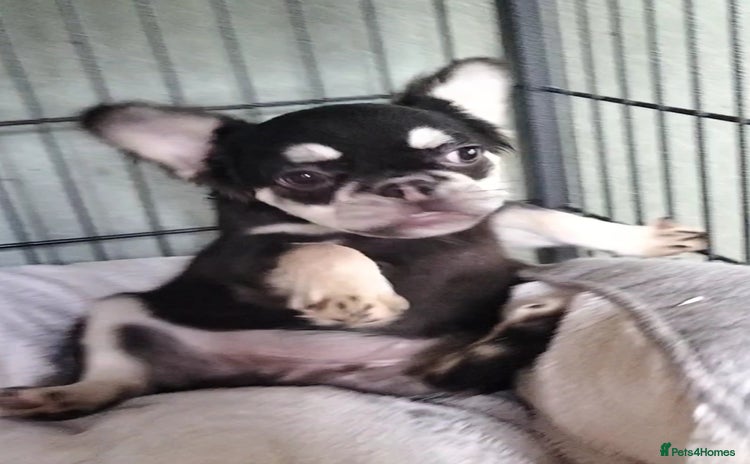 French Bulldog dogs in Walsall - Advert 14