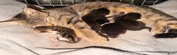 British Shorthair cats for sale: *** Beautiful Kittens *** - Advert 5