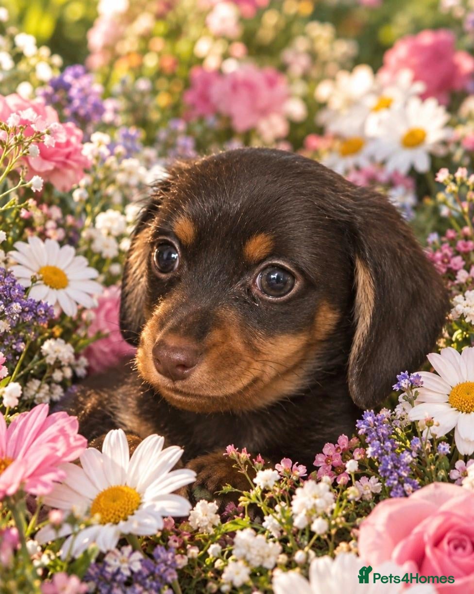 Mixed Breed dogs 2 beautiful dachund boys  - Advert 8
