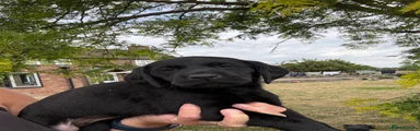 Labrador Retriever 8