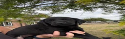 Labrador Retriever dogs for sale: 🖤🧡Fantastic Chucky KC Lab Puppies - Advert 6