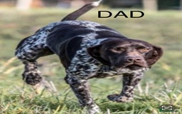 German Shorthaired Pointer dogs for sale: Gorgeous litter of German Shorthair puppies - Image 28