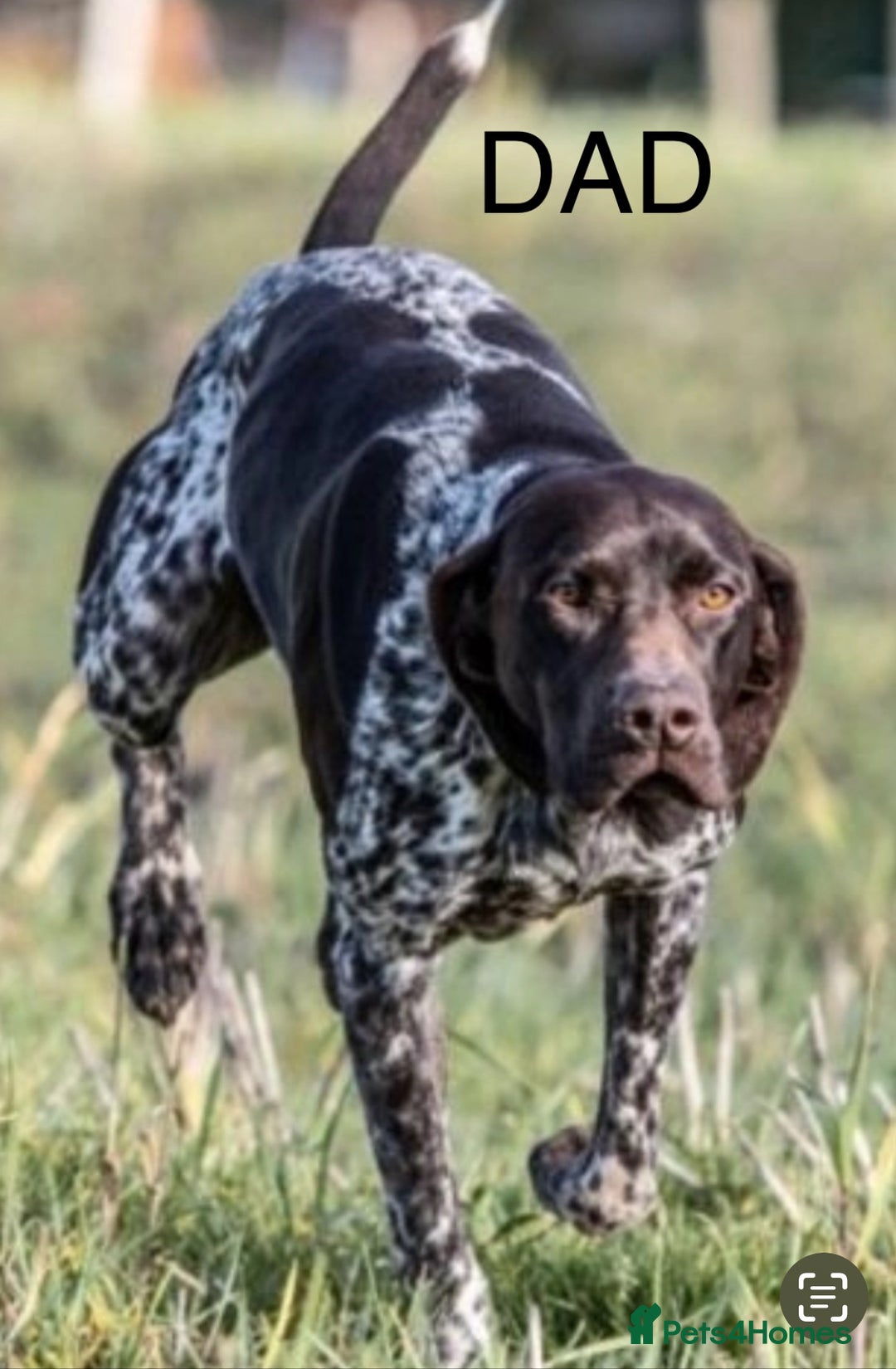 German Shorthaired Pointer dogs for sale: Gorgeous litter of German Shorthair puppies - Image 28