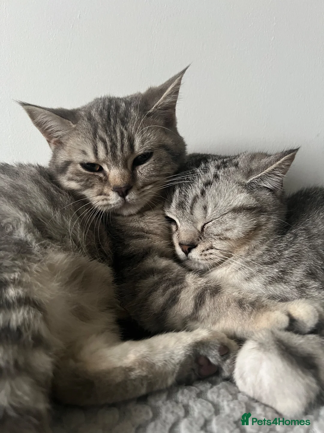 British Shorthair cats for sale: 2 x British Shorthair Mix For Sale!  in Birmingham - Advert 1