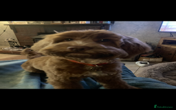 Cockapoo dogs for sale: Cockerpoo  in Carmarthen - Image 17