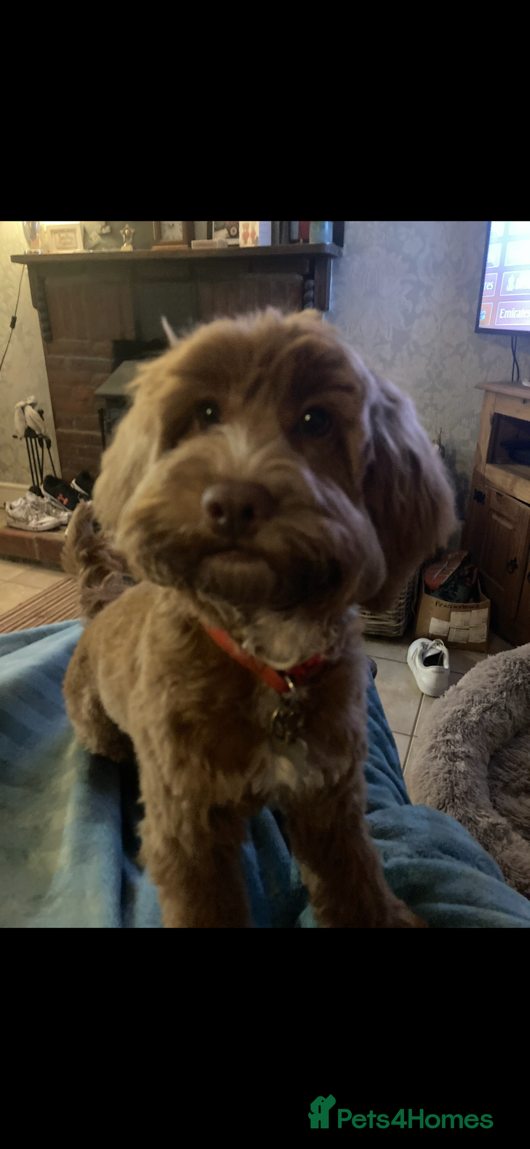 Cockapoo dogs for sale: Cockerpoo  in Carmarthen - Image 17