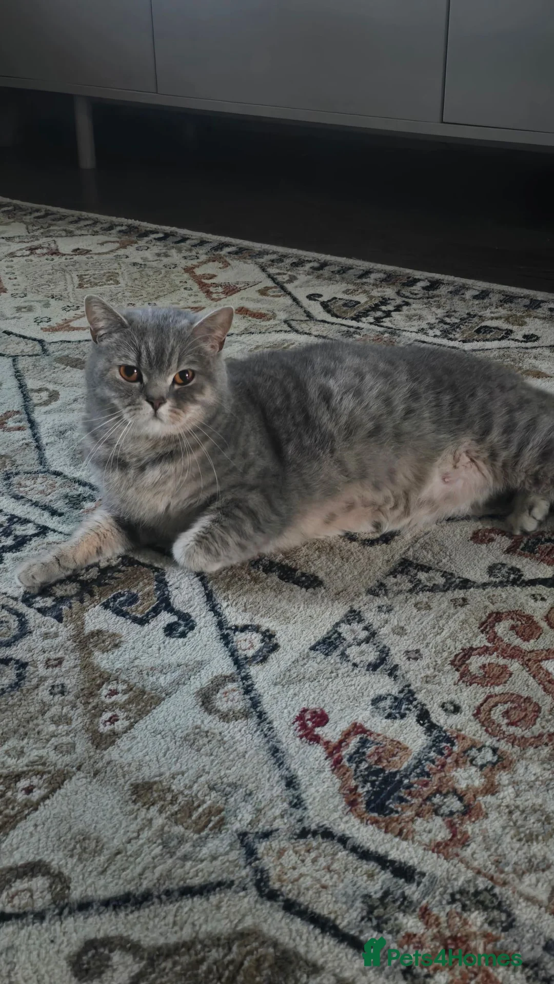 British Shorthair cats for sale: Beautiful little of BSH  - Advert 2