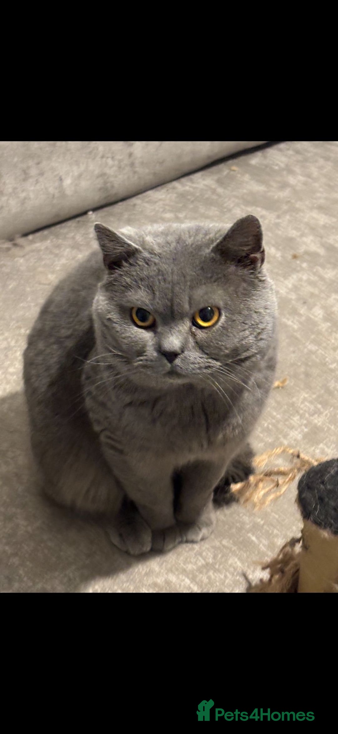 British Shorthair cats for sale: British short hair kittens  - Image 13