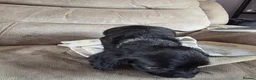 Cocker Spaniel dogs for sale: Beautiful cocker spaniel puppies, ready to leave. - Advert 9
