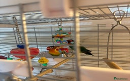 Lovebirds birds for sale: Pair of beautiful baby lovebirds  - Image 3