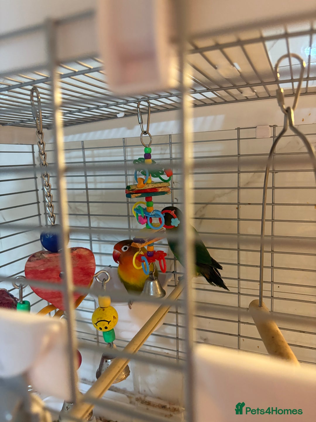 Lovebirds birds for sale: Pair of beautiful baby lovebirds  - Image 3