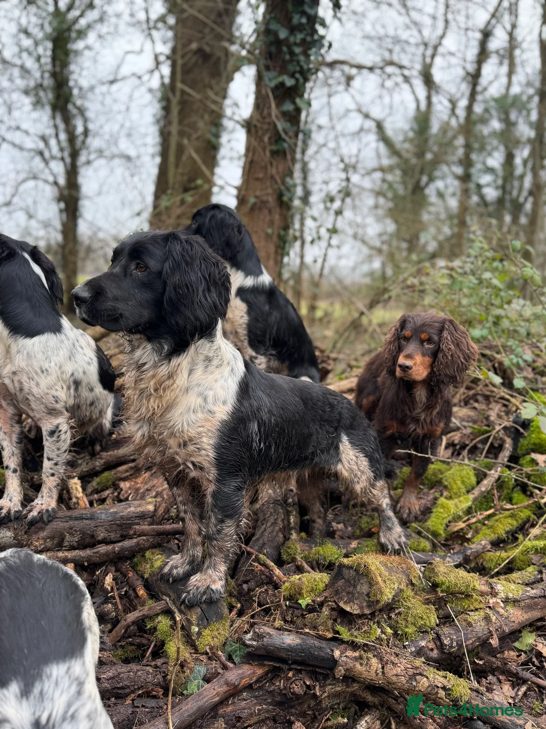 English Springer Spaniel dogs for stud: Old fashion stamp Springer available for stud - Advert 4