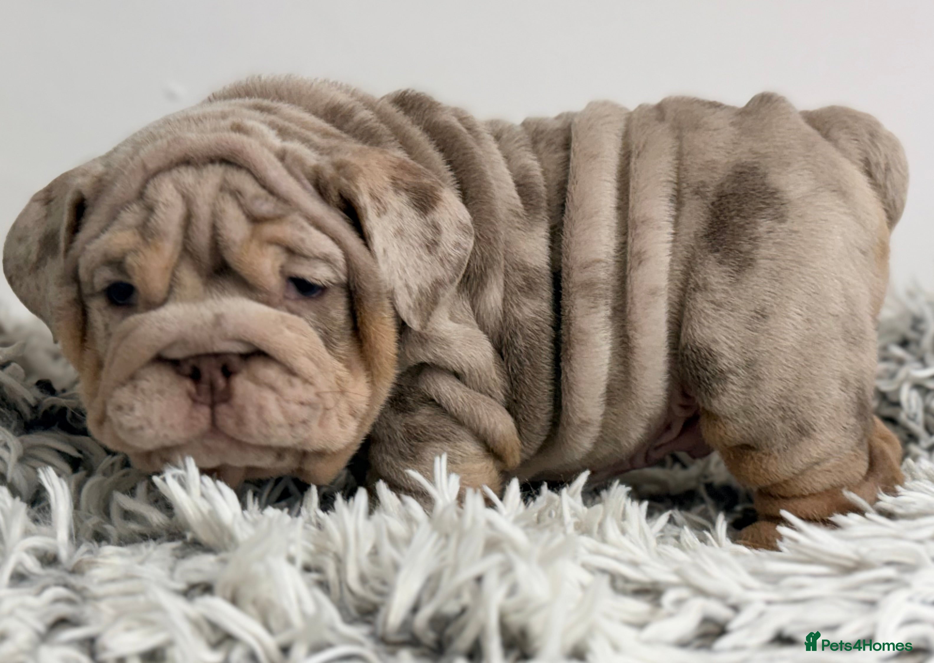 English Bulldog dogs *Stunning* KC English bulldog puppies ready 20/12 - Advert 2