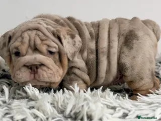 English Bulldog dogs *Stunning* KC English bulldog puppies ready 20/12 - Advert 11