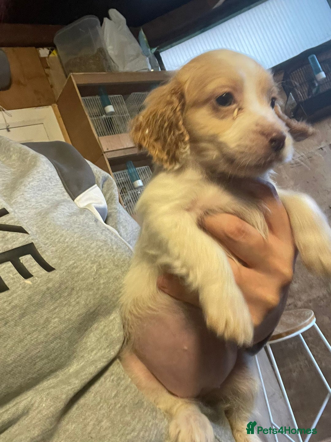 Cocker Spaniel dogs for sale: 3 loving boy cocker spaniels  - Advert 13