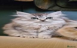 Siberian cats for sale: Beautiful Rare Pure Siberian Kittens For Sale. - Image 3
