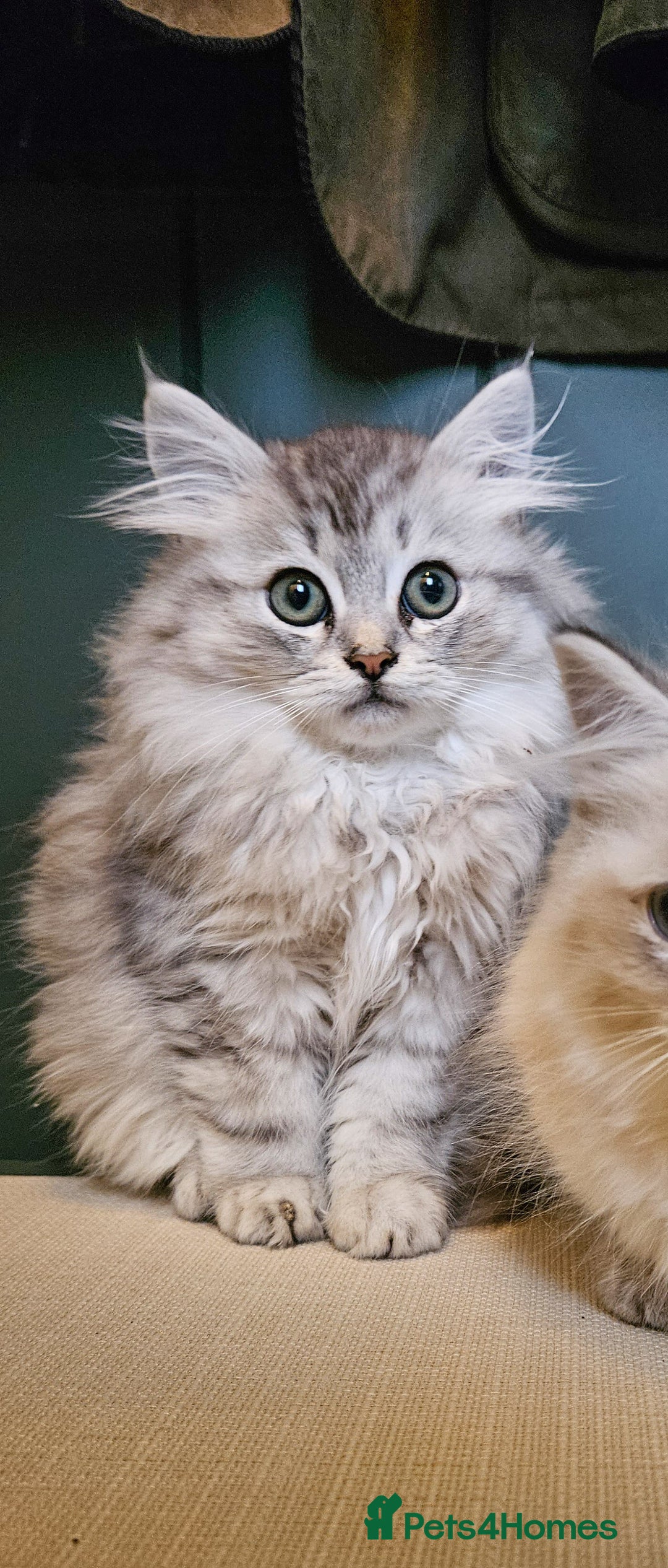 Siberian cats for sale: Beautiful Rare Pure Siberian Kittens For Sale. - Image 3