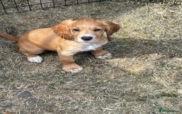 Cocker Spaniel dogs for sale: Working cocker for sale  - Image 1