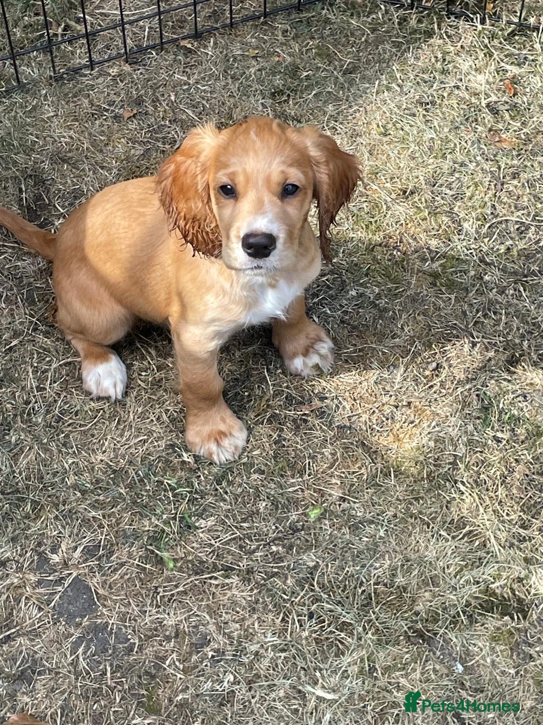 Cocker Spaniel dogs for sale: Working cocker for sale  - Image 1