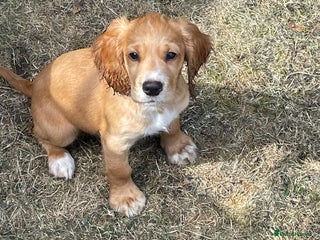 Cocker Spaniel dogs - Advert 11