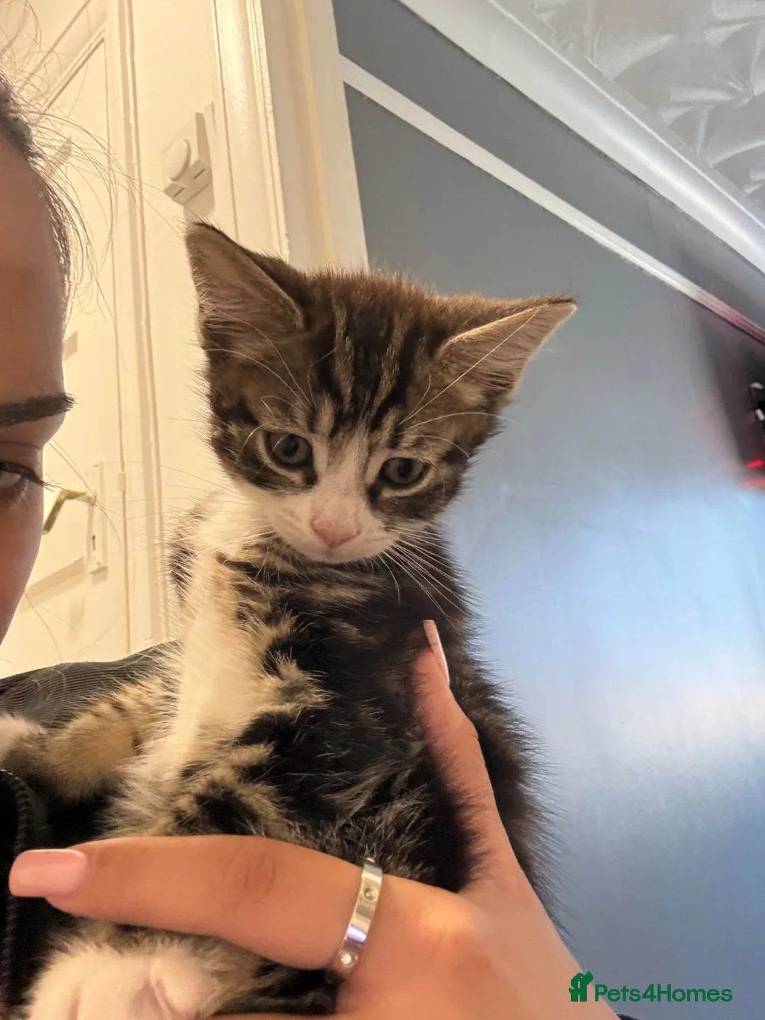 Mixed Breed cats for sale: Tabby Kittens For Sale - Advert 5