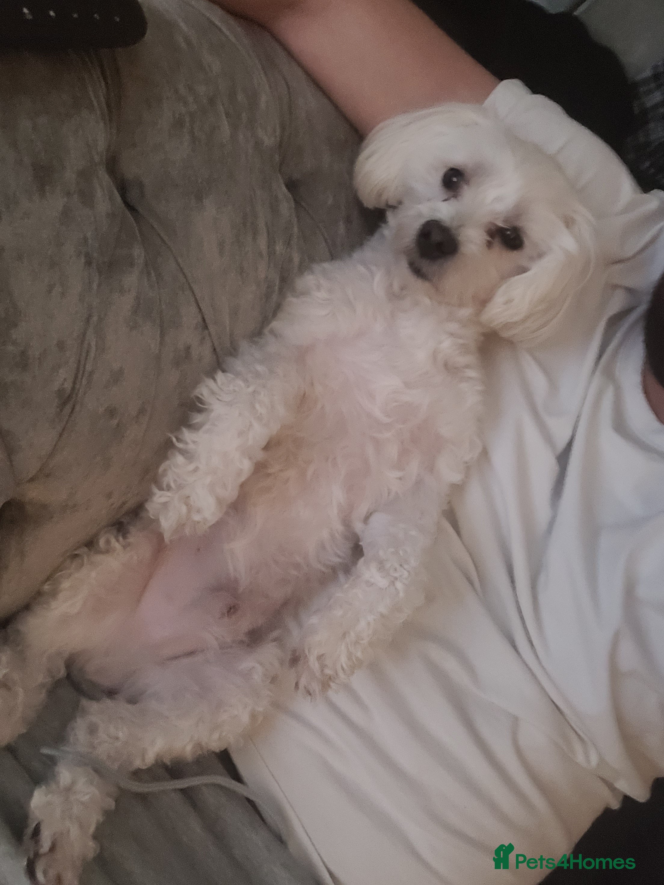 Maltipoo dogs Male  - Advert 2