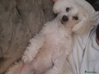 Maltipoo dogs Male - Advert 1