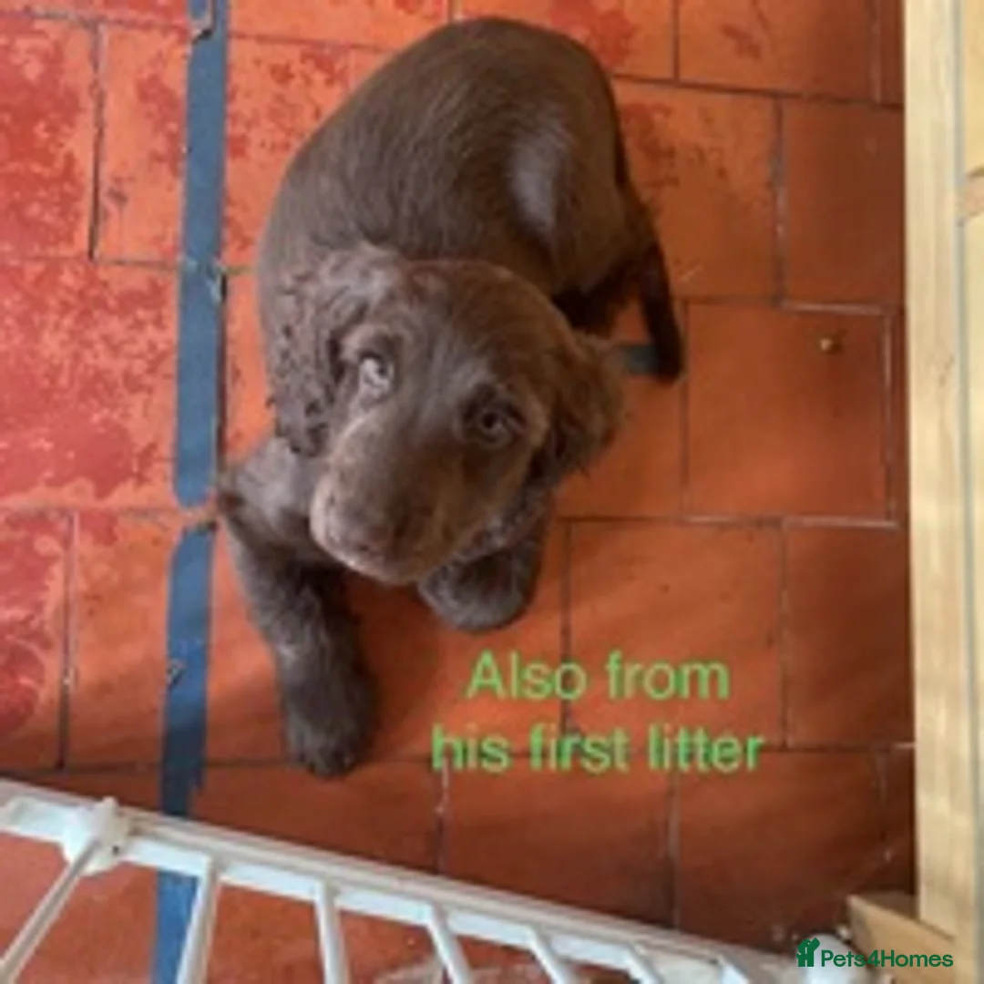 Cocker Spaniel dogs for stud: Cocker Spaniel Chocolate Sable for stud in Bedford - Advert 8