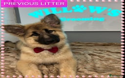 German Shepherd dogs for sale: 7  beautiful german shephered pups  - Image 24