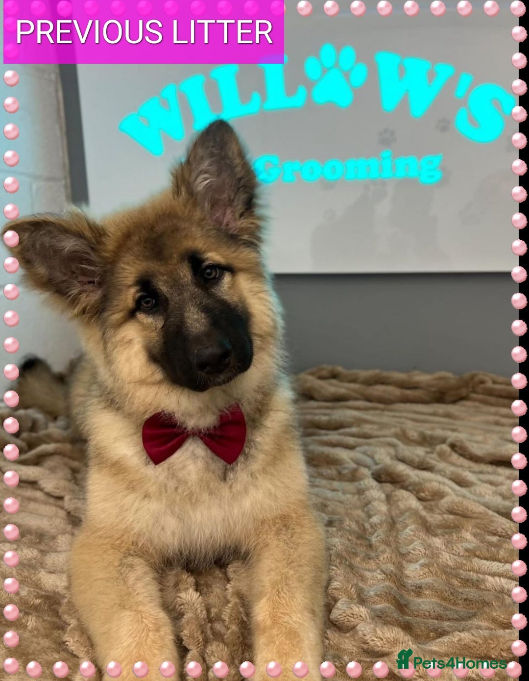 German Shepherd dogs for sale: 7  beautiful german shephered pups  - Image 24