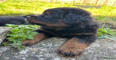 Rottweiler dogs *** Pedigree Rottweilers due 4th dec*** - Advert 2